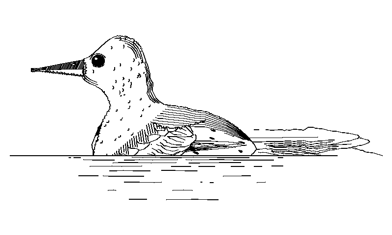 Birds that never existed, one per screen