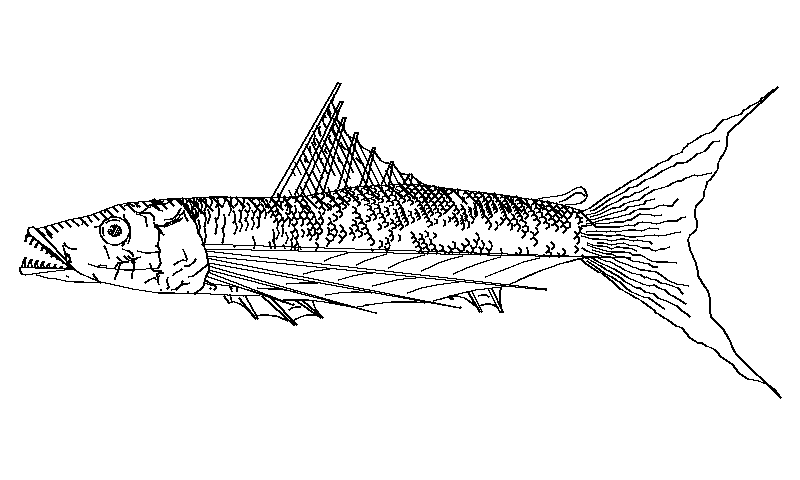 Imaginary fish as line drawings