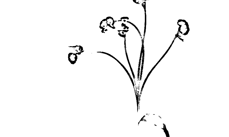 Flowers in ink